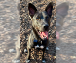 Small #18 Collie Mix