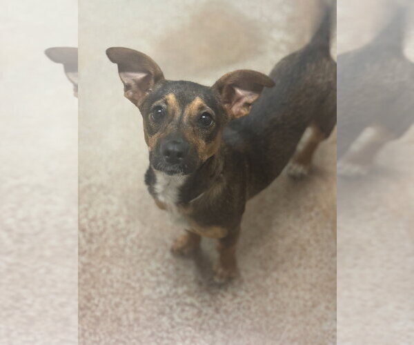 Medium Photo #2 Mutt Puppy For Sale in Salinas, CA, USA