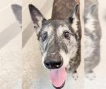 Small #1 Holland Shepherd Mix