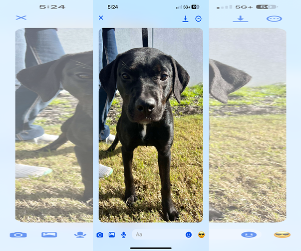 Medium Photo #2 Labrador Retriever-Unknown Mix Puppy For Sale in Munford, TN, USA
