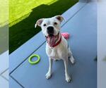 Small #1 Boxer Mix
