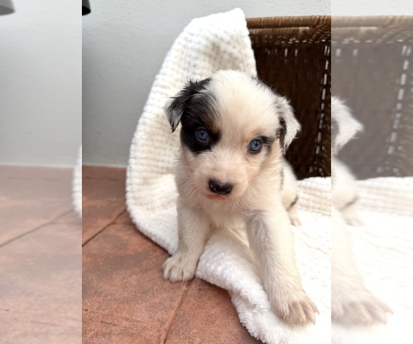Medium Photo #5 Australian Shepherd Puppy For Sale in HIALEAH, FL, USA