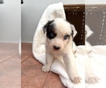 Puppy 4 Australian Shepherd