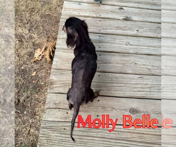 Medium Photo #16 Dachshund Puppy For Sale in San Antonio, TX, USA