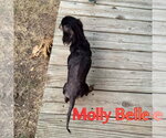 Small Photo #16 Dachshund Puppy For Sale in San Antonio, TX, USA