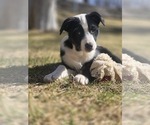 Small #2 Border Collie Mix