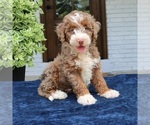 Small #3 Bernedoodle (Miniature)