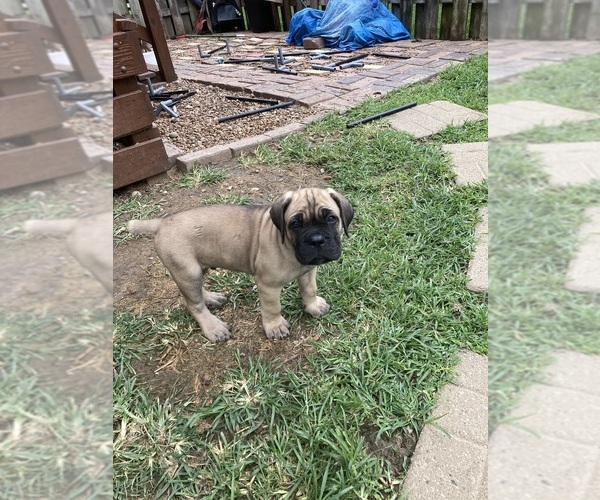 Medium Photo #15 Cane Corso Puppy For Sale in HERRIN, IL, USA