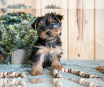 Puppy Bonnie Yorkshire Terrier