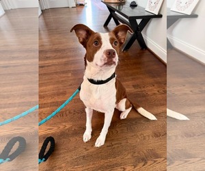 Penelope - Female Rat Terrier-Unknown Mix Dog for Adoption - Photo #18