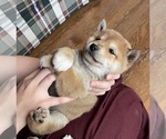 Puppy Moose Shiba Inu