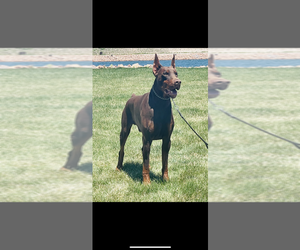 Father of the Doberman Pinscher puppies born on 04/28/2025