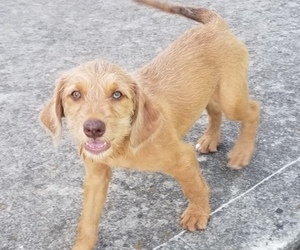 F2 Aussiedoodle-Vizsla Mix Puppy for sale in BEDFORD, IN, USA