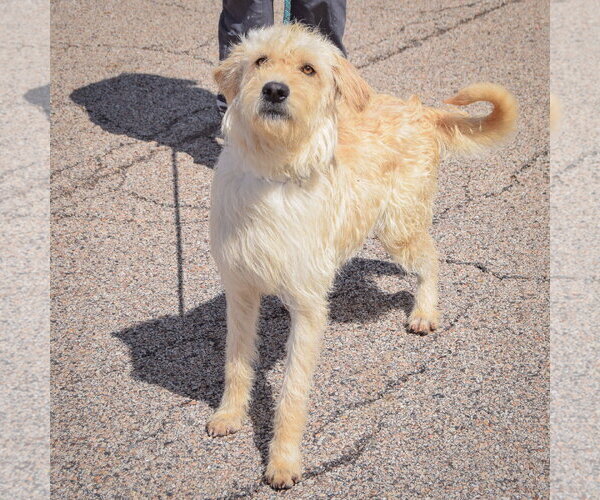 Medium Photo #4 Mutt Puppy For Sale in Huntley, IL, USA