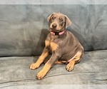 Small #1 Doberman Pinscher