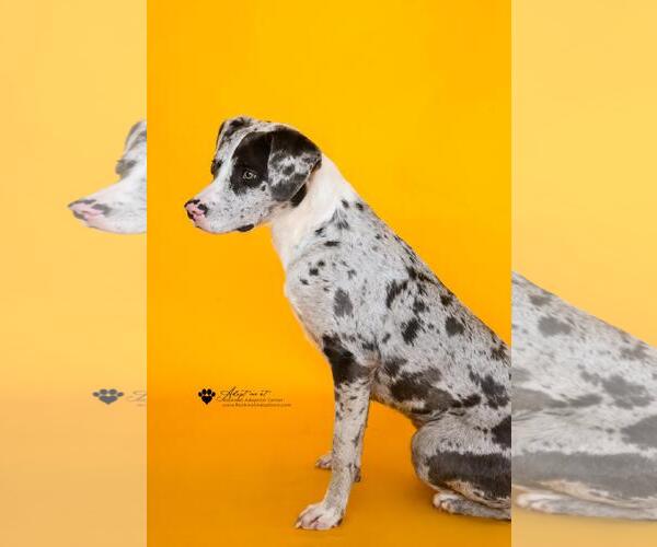 Medium Photo #4 Catahoula Leopard Dog-Unknown Mix Puppy For Sale in McKinney, TX, USA