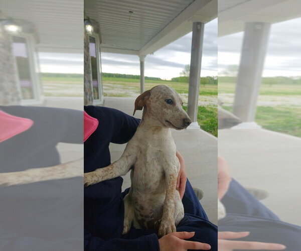 Medium Photo #1 Jack Russell Terrier-Mountain Cur Mix Puppy For Sale in Aurora, IN, USA