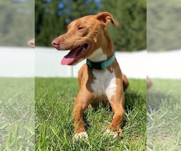Medium Photo #26 American Pit Bull Terrier-Blue Lacy Mix Puppy For Sale in Rockaway, NJ, USA