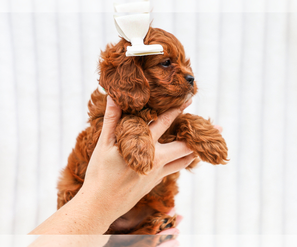 Medium Photo #4 Cavapoo (Miniature) Puppy For Sale in LIBERTY, KY, USA