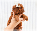 Small #3 Cavapoo (Miniature)