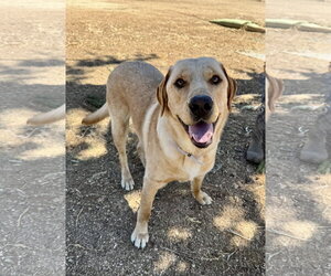 Labrador Retriever Dogs for adoption in Marina Del Rey, CA, USA