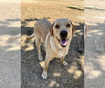 Small Labrador Retriever