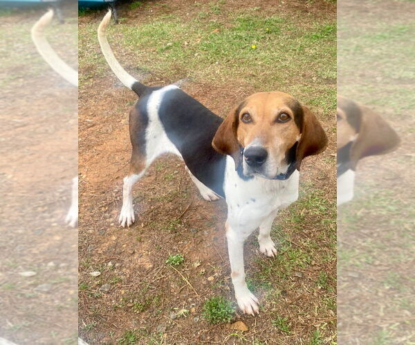 Medium Photo #6 American Foxhound-Treeing Walker Coonhound Mix Puppy For Sale in Bryant, AR, USA