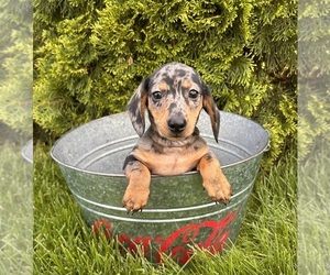 Dachshund Puppy for sale in MIDDLEBURY, IN, USA