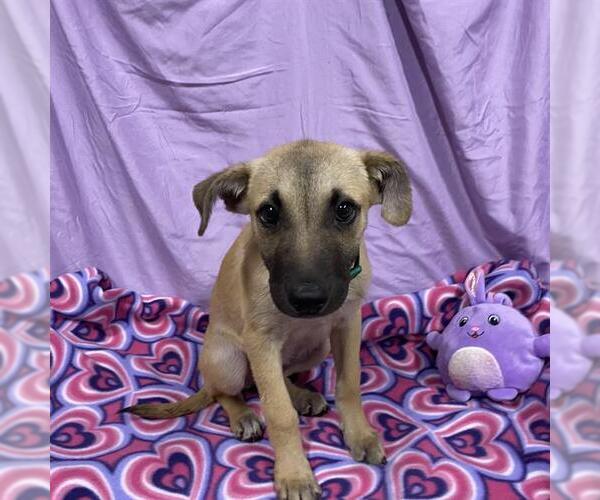Medium Photo #1 Mutt Puppy For Sale in Modesto, CA, USA
