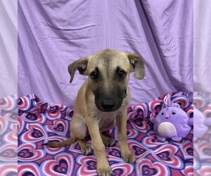 Mutt Dogs for adoption in Modesto, CA, USA