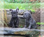 Small Photo #2 French Bulldog Puppy For Sale in LEBANON, PA, USA