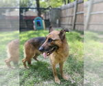 Small #1 German Shepherd Dog