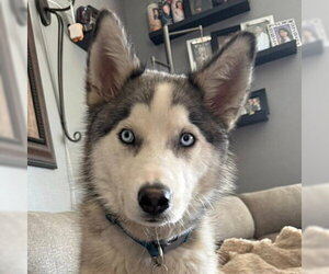 Siberian Husky-Unknown Mix Dogs for adoption in Omaha, NE, USA