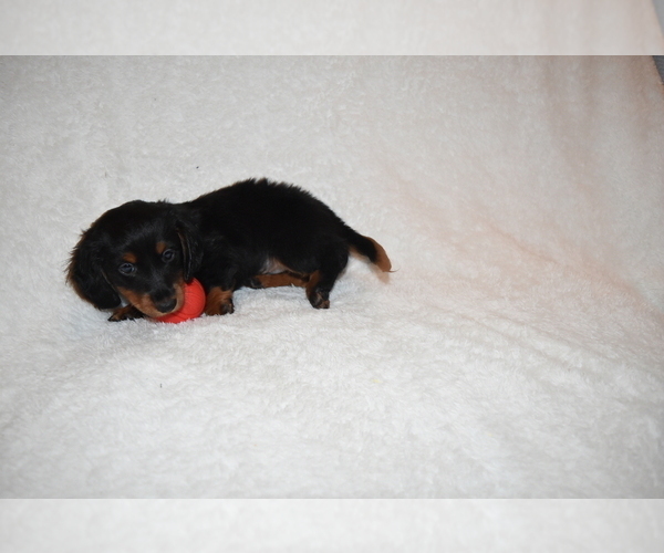 Medium Photo #8 Dachshund Puppy For Sale in BENTON, AR, USA