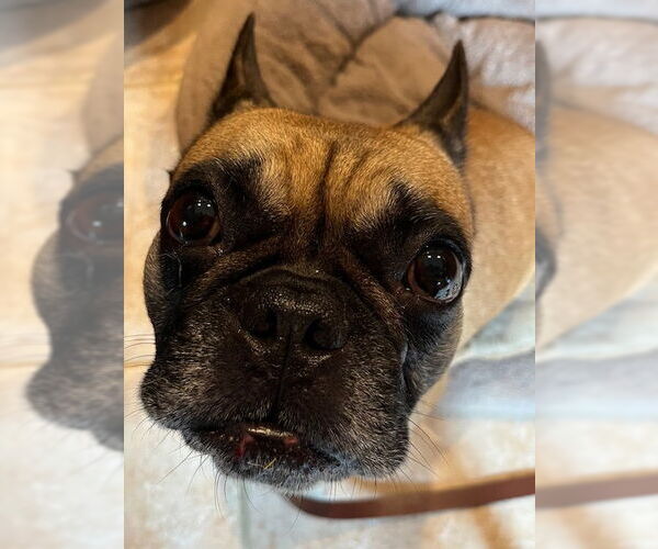 Medium Photo #4 French Bulldog-Unknown Mix Puppy For Sale in Rockaway, NJ, USA
