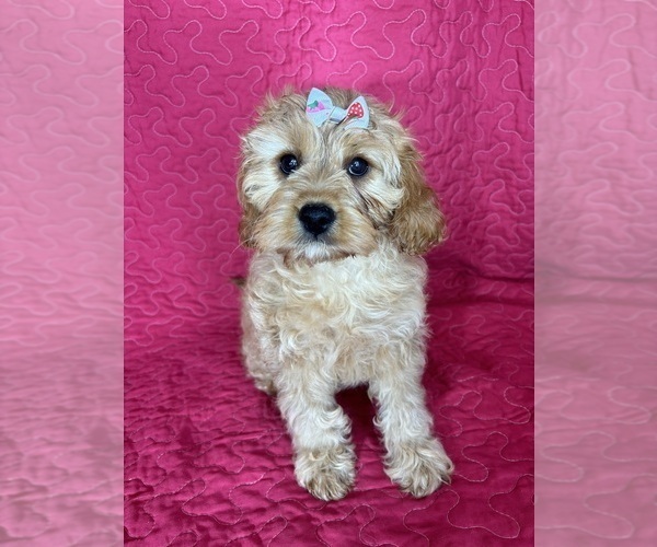 Medium Photo #1 Cavapoo mix (+ Poodle Miniature) Puppy For Sale in GREENFIELD, IN, USA