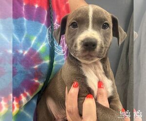 Mutt Dogs for adoption in Washington, DC, USA