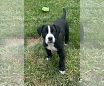 Small #2 Labrador Retriever-Saint Bernard Mix