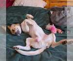 Small #6 Beagle