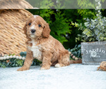 Puppy Tulip Cavapoo