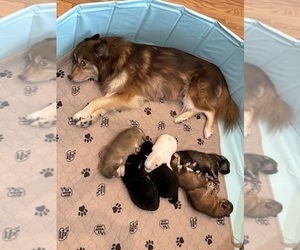 Pomsky Litter for sale in ROYSE CITY, TX, USA