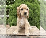 Small #4 Cocker Spaniel