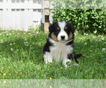 Small Photo #8 Australian Shepherd Puppy For Sale in MIFFLINBURG, PA, USA
