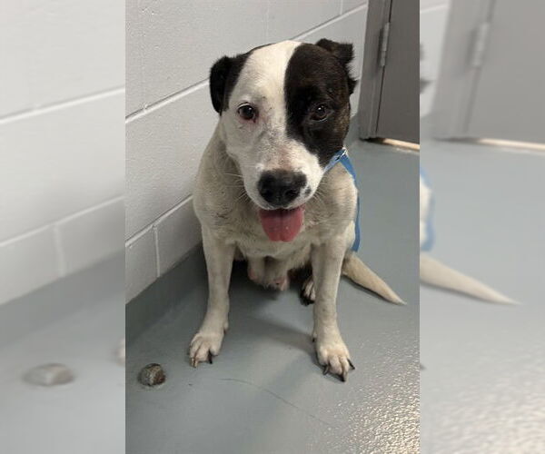 Medium Photo #1 Mutt Puppy For Sale in St. Cloud, FL, USA