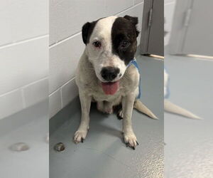 Mutt Dogs for adoption in St. Cloud, FL, USA