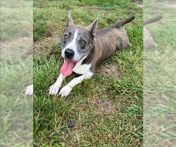 Medium Photo #1 Mutt Puppy For Sale in Conroe, TX, USA