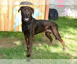 Mastiff-Unknown Mix Dogs for adoption in West Valley, UT, USA