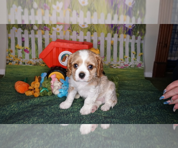 Medium Photo #1 Cavalier King Charles Spaniel Puppy For Sale in SANDY, UT, USA