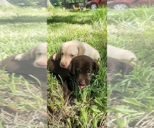 Labrador Retriever Puppy for Sale in FLEMING ISLE, Florida USA