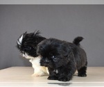 Small Photo #3 Shih Tzu Puppy For Sale in SCOTTSDALE, AZ, USA